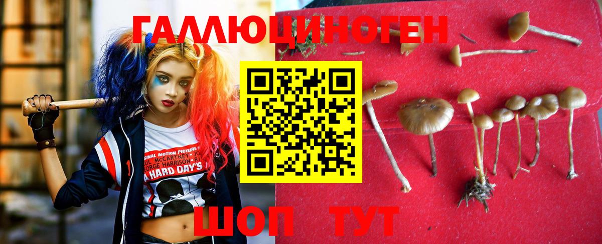 Усть-Кут  Галлюциногенные грибы GOLDEN TEACHER  Вход с VPN 